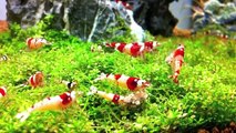 Lotus Aquarium, Crystal Red Shrimp Devouring Nature's Artisan Shrimp Crumble