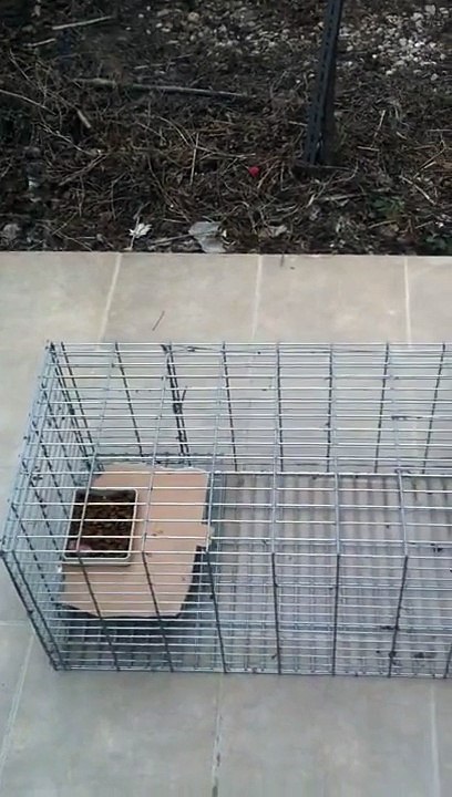 Jaula Trampa para perros, gatos, conejos, y otras alimañas