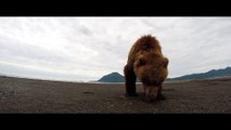 Un Grizzly met une grande claque à une GoPro