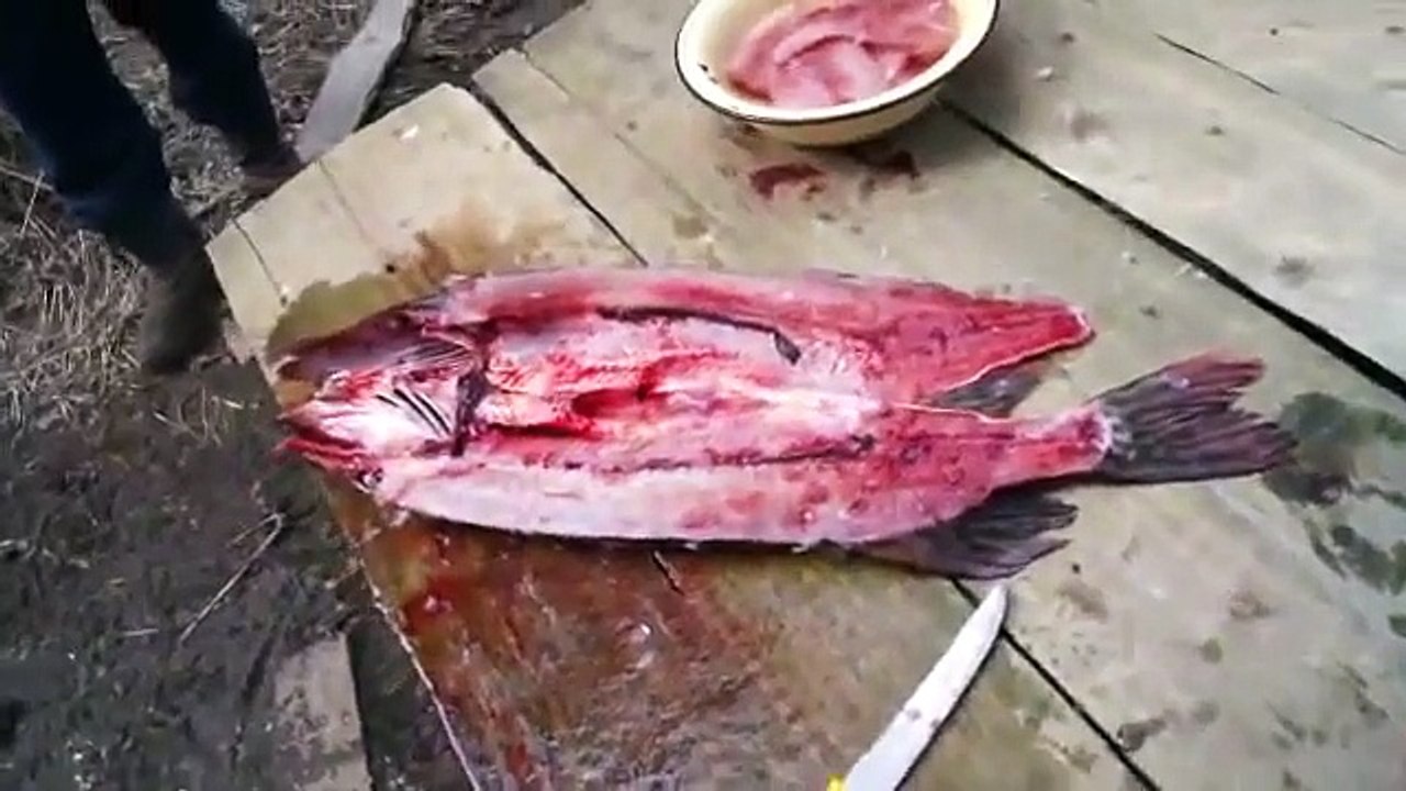 разделка рыбы щуки на холодное копчение. cutting fish fillet pike