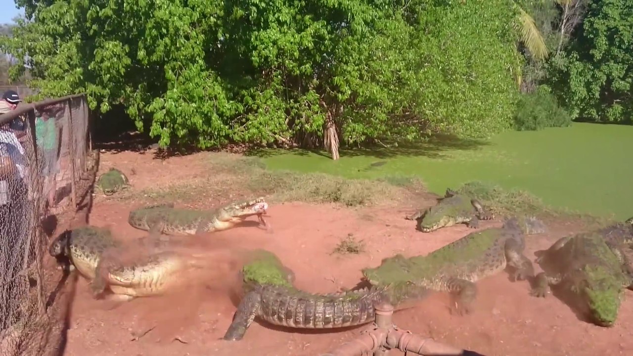 Crocodile bites and eats Foot from another crocodile in Zoo