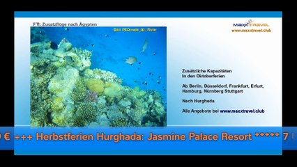 Irlands Flipper und andere Reisenews