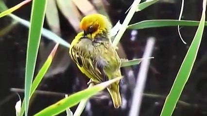 African Wildlife part 1   National Geographic Full Documentary HD 2014   360p