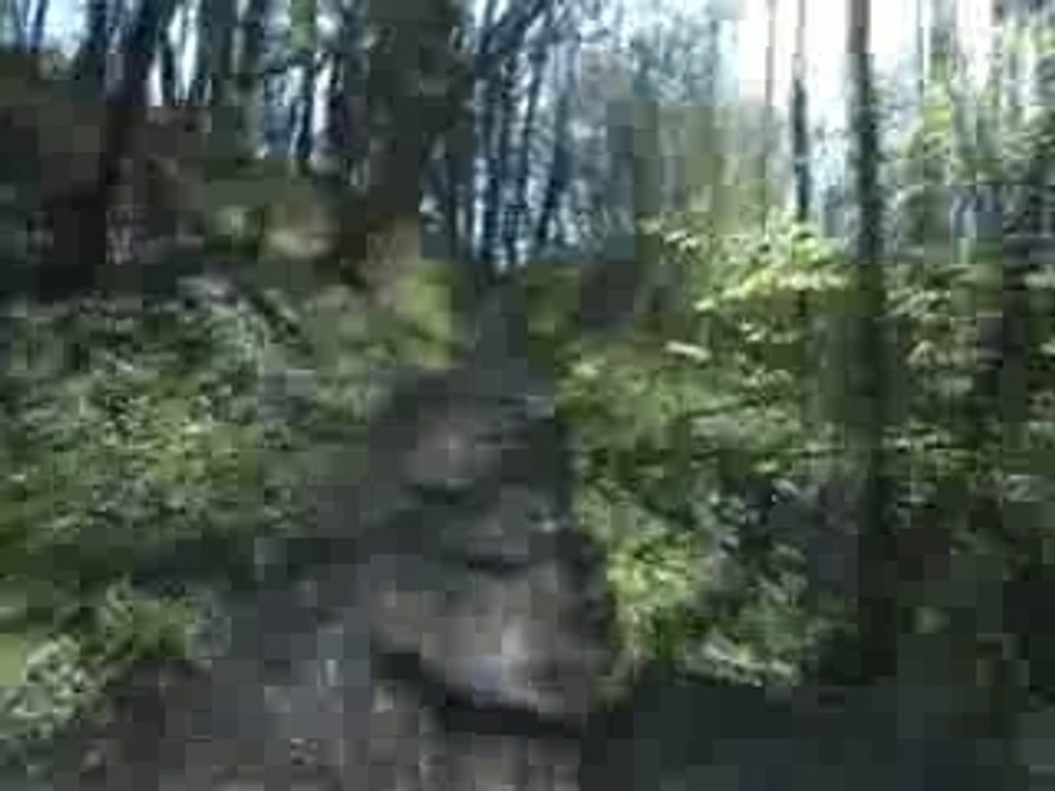 C seulement la préface ! LTZ 400