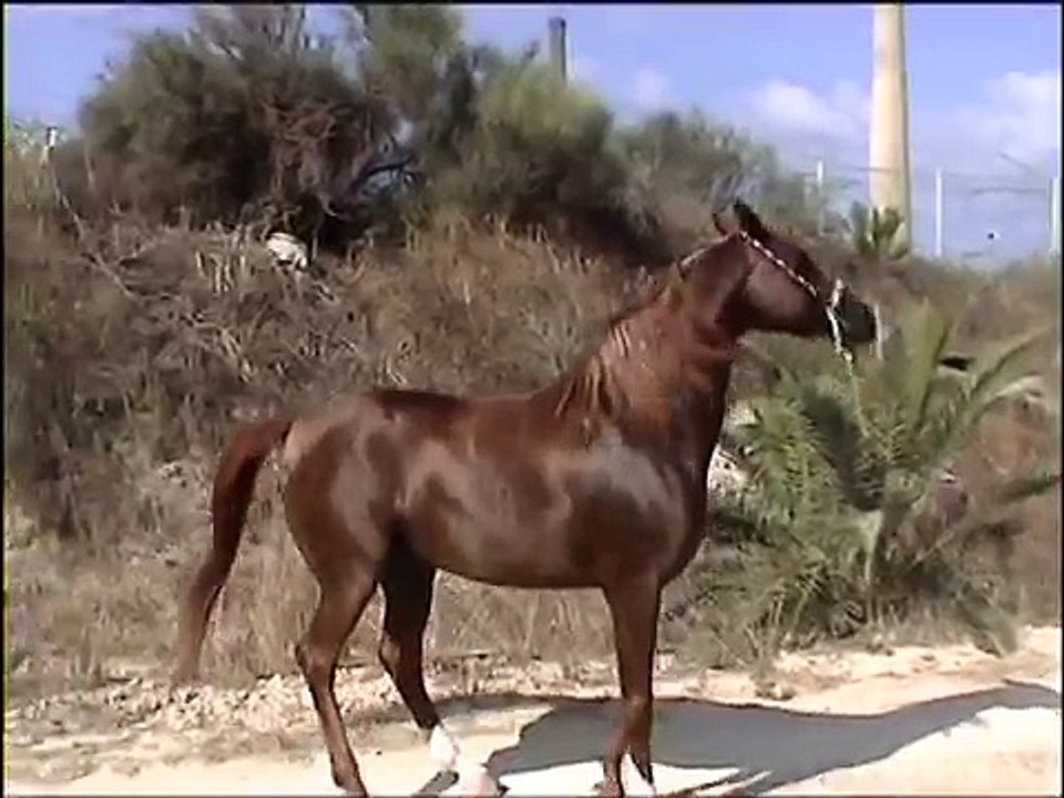خيول الدهامشة الأصيلة - Queen Stone