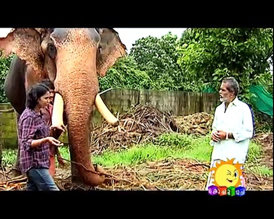 MANGALAMKUNNU ELEPHANTS KOCHU TV ME AND MY PET