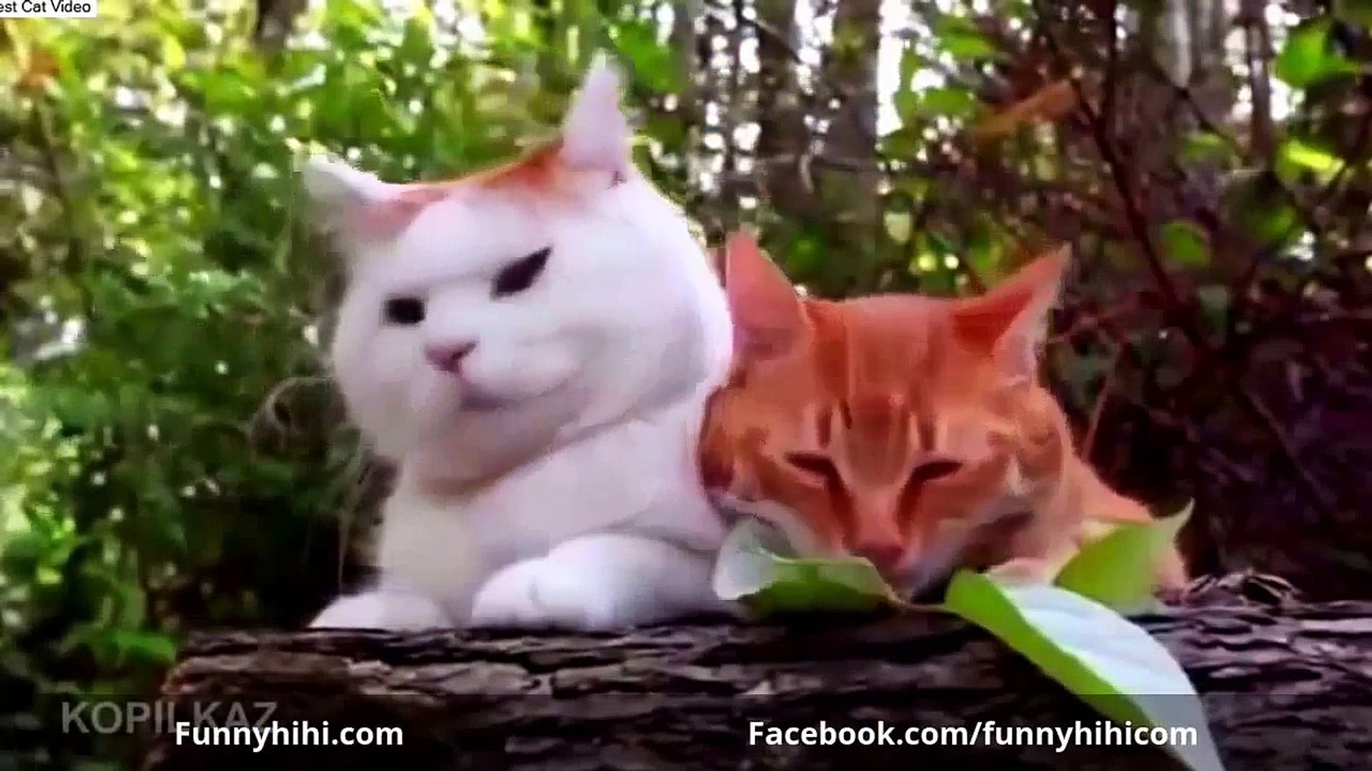FUNNY CAT VIDEOS - Funny Videos 2015 Funny Cats Best Funny Cat Compilation 2015
