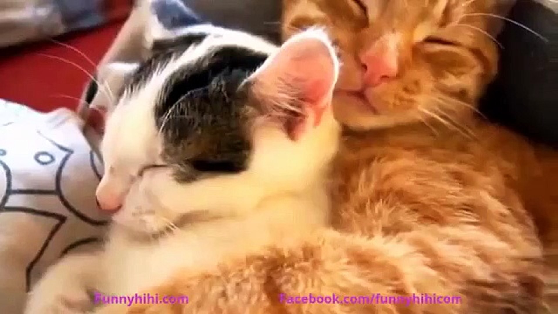Funny Cats Funny Cat Videos 2015 Funny Cat compilation 2015
