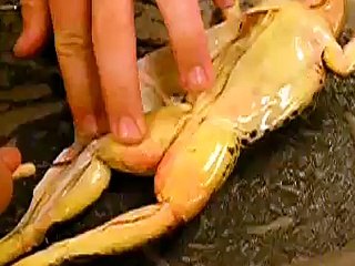 Frog Dissection