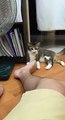 This cat doesn't like smelly feet!!--by Funny Video Collection