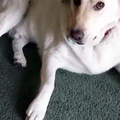 I hide them now you can keep them (not swallowed)