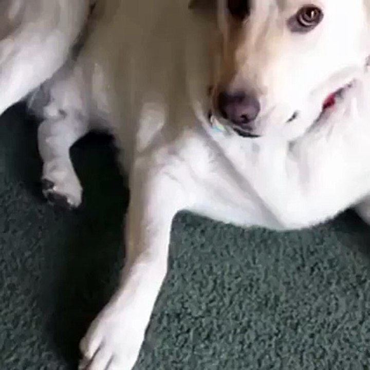 I hide them now you can keep them (not swallowed)