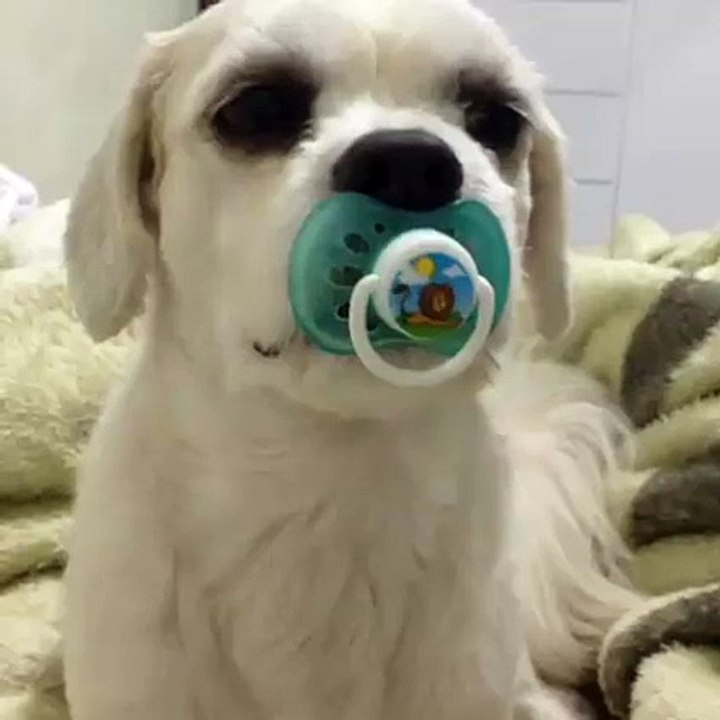 Un chiot trop mignon !
