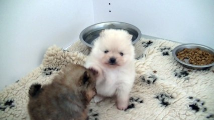 bébés fantasia et fabio