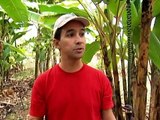Agrônomo - Alguns Tipos De Bananas Podem Ter Sementes