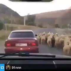 laits 2015 amzing thaif you dont stop lughing in daliy motion