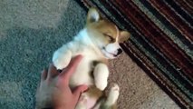 ★ 【激かわ！】こしょぐりして起こしてもすぐに寝落ちするコーギーちゃん♫ ★ かわいい 犬
