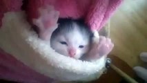 ★ かわいすぎる！ポケットの中に小さな赤ちゃん猫がにゃーにゃー鳴いていますｗ ★ かわいい 猫