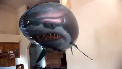 ★ コレは誰でも驚くよねw 空飛ぶおもちゃのサメにびっくり 猫 ★ おもしろ 猫