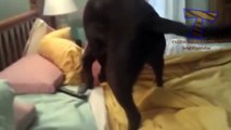 Cute dogs waking up owners Funny dog compilation -