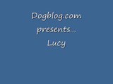 Lucy - Staffordshire Bull Terrier Avaliable for Adoption