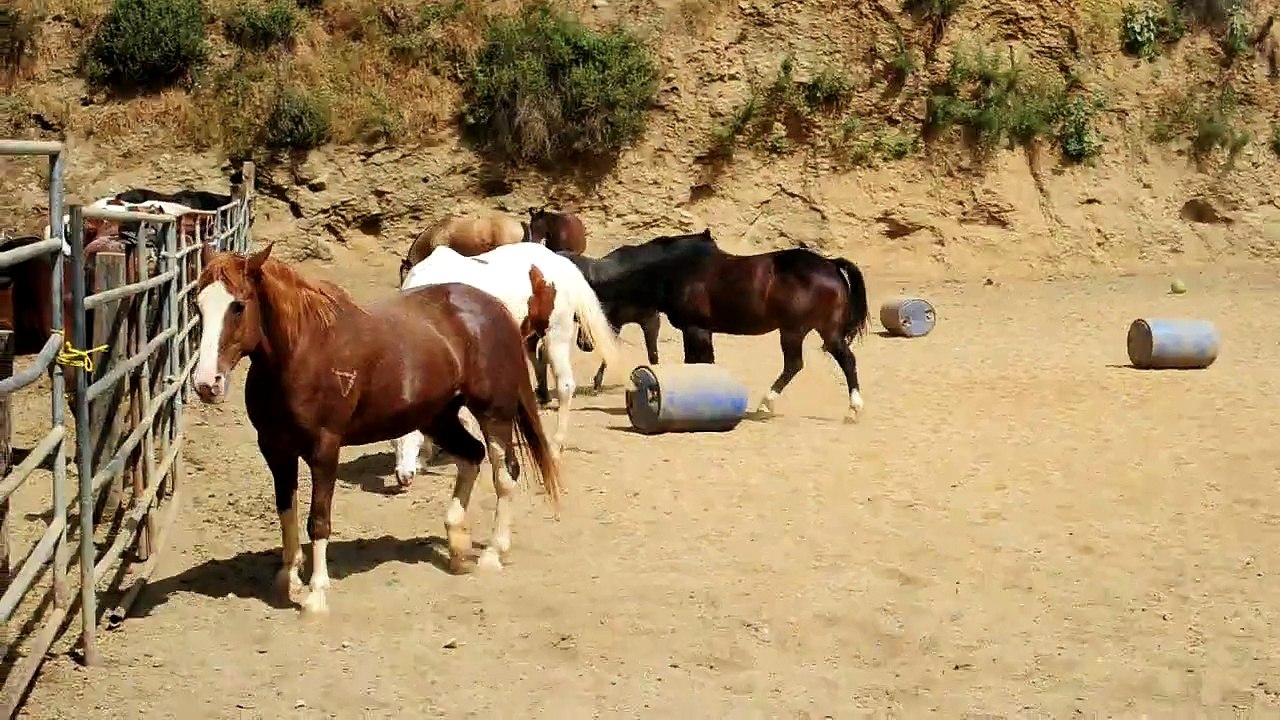 Horse Sneezing - Nikon D3s
