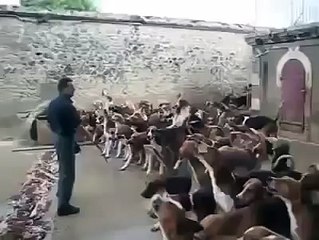 120 Köpeğin Aynı Anda Beslenmesi