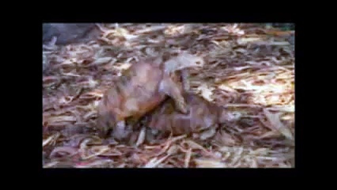 Turtle having sexxxxxxx