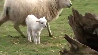 mouton ouessant en normandie