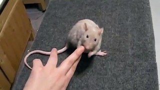 Rattie Training Video: Spinning