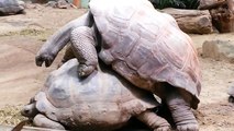 Aldabra Giant Tortoises Mating Loudly