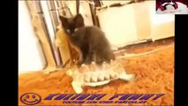 Epic Funny Cats Cute Cats Compilation 2013! 10 minutes!! BEST SEPTEMBER#3 2012 2013 HDHD 2