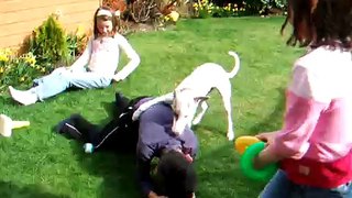Whippet Dog Attacks Child!