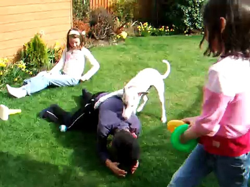 Whippet Dog Attacks Child!