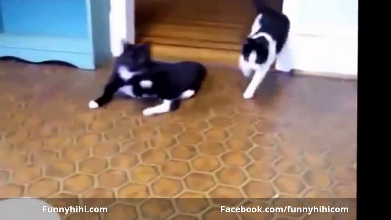 FUNNY VIDEOS 2015 - Funny Cats Videos - Funny Pranks 2015