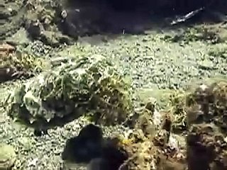 Cuttlefish PNG Image 🐙