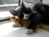 Funny Cat Loves Chameleon - Cute ! Кот Полюбил Хамелеона - Прикол !