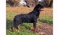 Best Dog   Rottweiler Dogs and Puppies   Funny Dog Vines Videos
