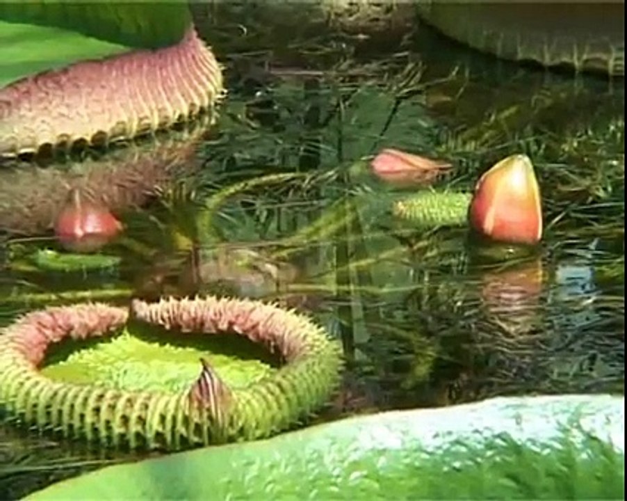 Vườn thực vật Cluj-Napoca