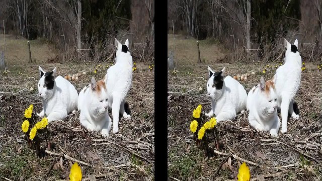 Cat Flower Forest Animal Funny Beautiful Kitty Pussy Cute Pets Art