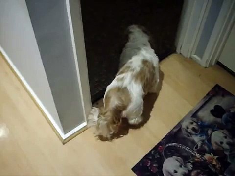 Slow Motion Dog (Walking In Slow Motion)