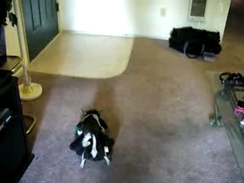 Bruiser doing Bear Funny