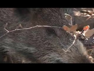 Salerno - Cinghiali aggressivi nel Cilento, si parla di abbattimento (28.08.15)