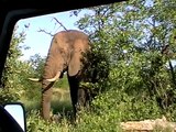 Elephant - Parc Kruger Afrique du Sud