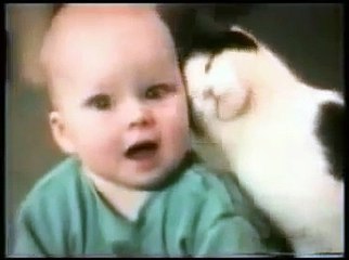 Funny Cat Videos with Sound Effects