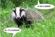 BBC Radio 4 - Farming Today 28Aug15 on the badger cull