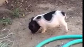 Teacup pig pet gone wild!