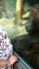 Un orang-outan embrasse le ventre d'une femme enceinte