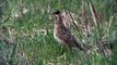 ヒバリの鳴き声　Singing Bird Eurasian Skylark