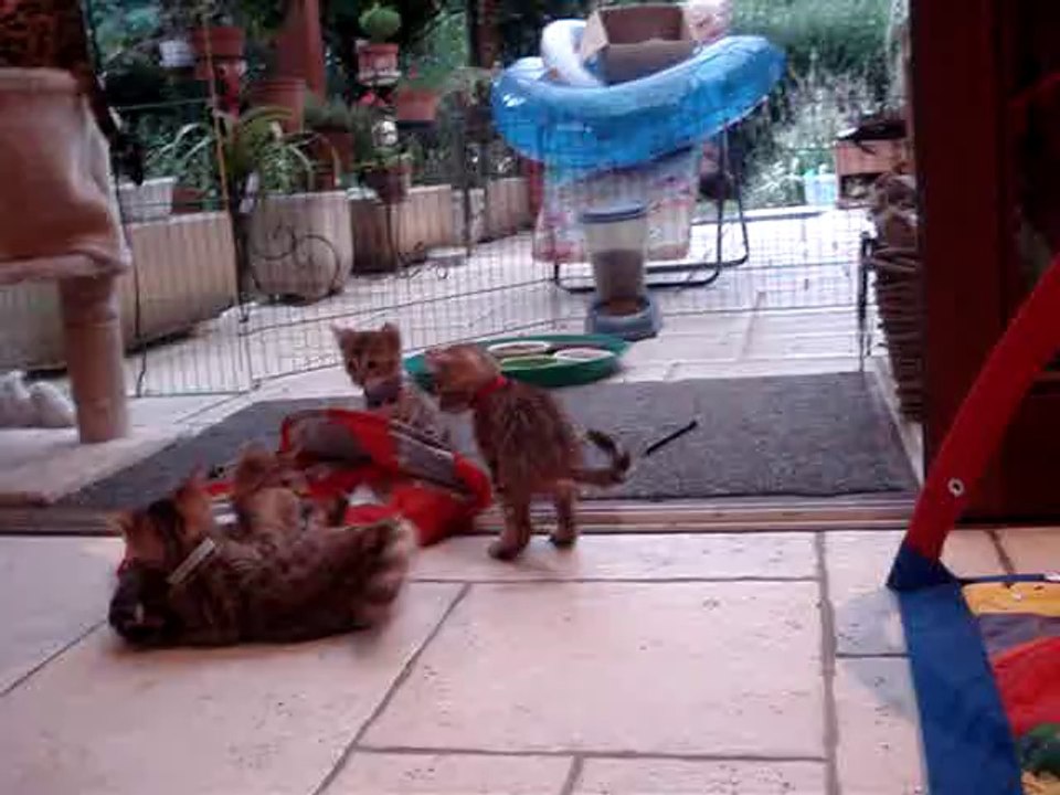 NOS BENGAL A RESERVER NES LE 01/07/2015